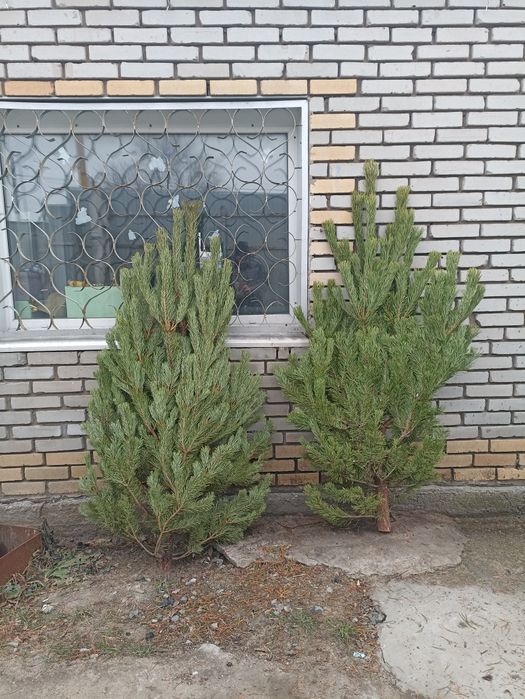 Сосна новогодняя