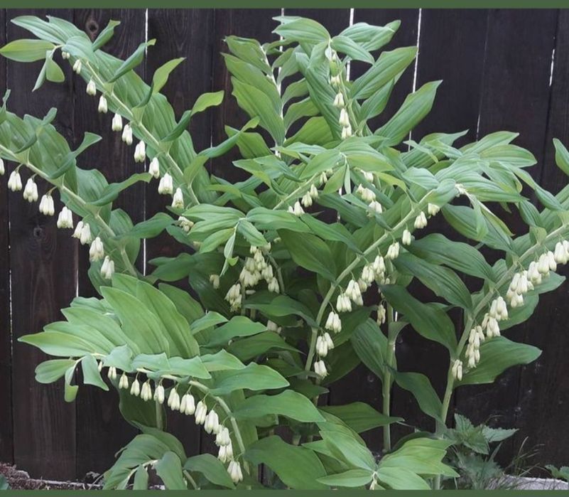 Цветы многолетние рассада