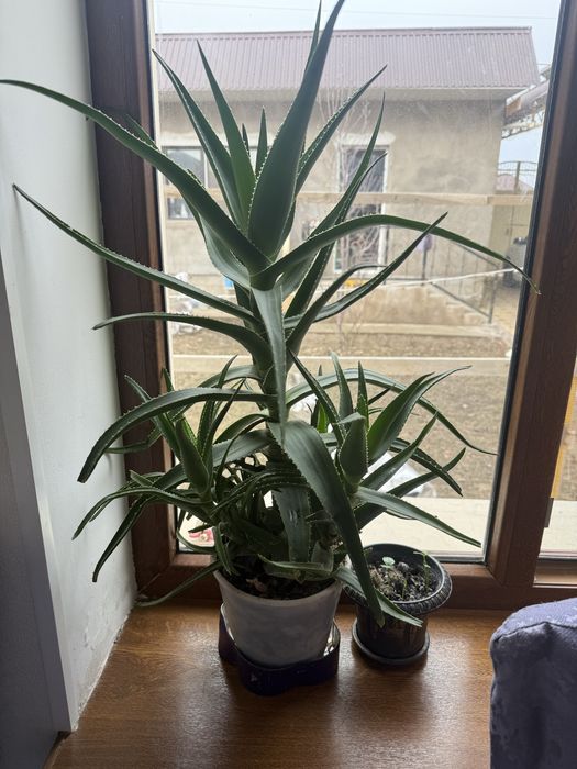 Алоэ сатылады. Емдік қасиеті мол. Бағасы 10000 тг