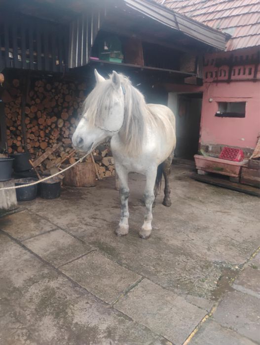 Cal de vanzare în judetul Sibiu