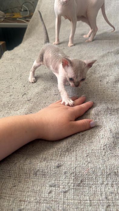 Продам девочку сфинкса