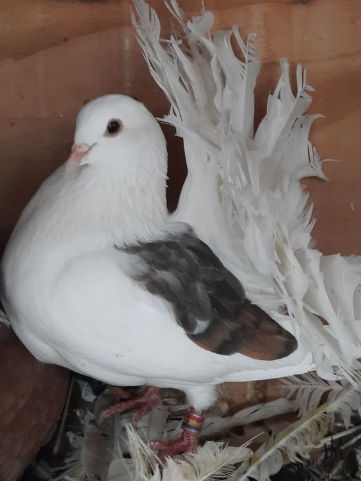 Porumbei de ornament voltati