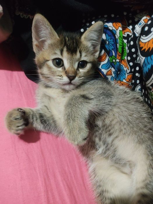 onasi Russkiy goluboy otasi britanski serebristi shinshilla