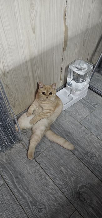 Срочно продам кошку
