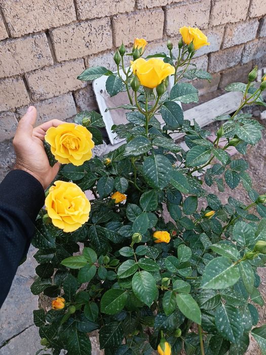 Shtamp atirgullari sotiladi