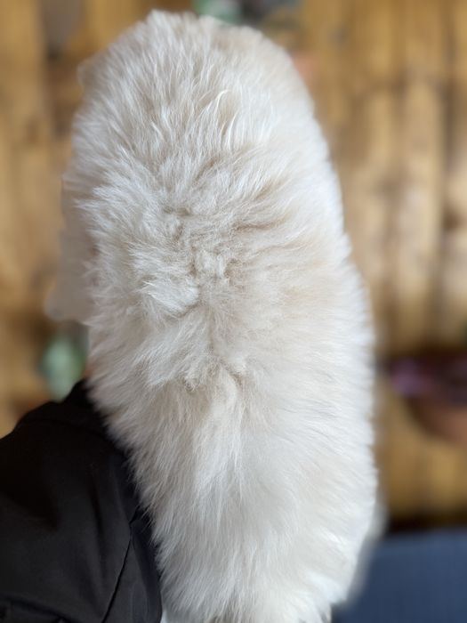 Мини шпиц померан