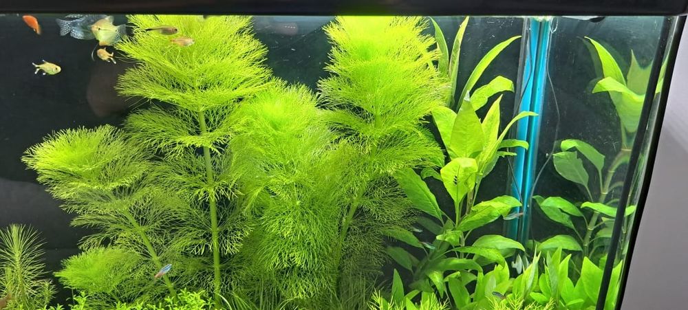 Продам аквариумные растения