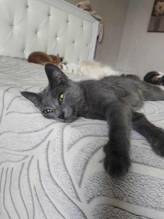 Отдам кошку в добрые руки
