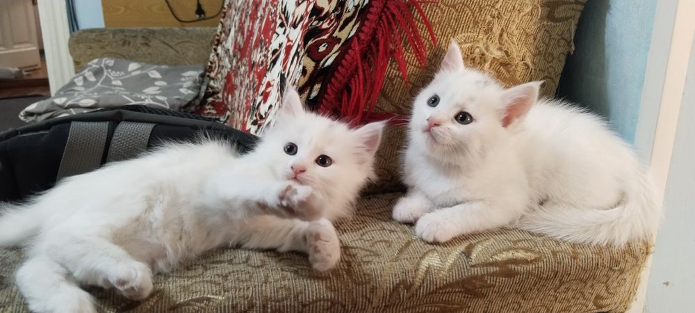 Продаются котята