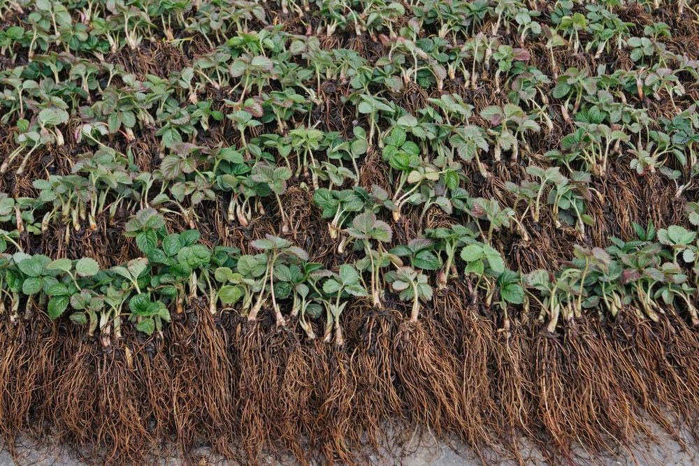 Целогодишни ягоди Монтерей – на гол корен