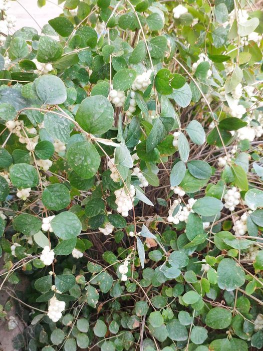 Саженцы снежноягодника