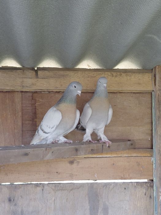 Голуби такла молодёжь