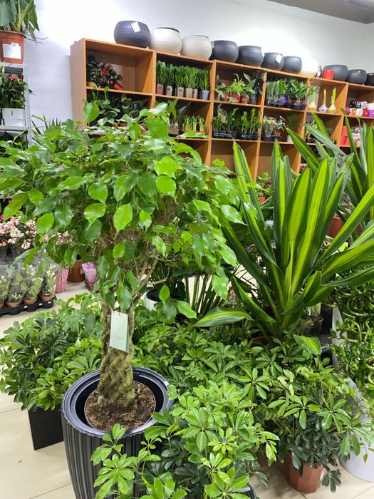 Цветы для офисных помещении