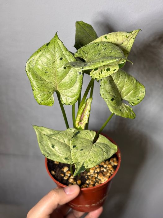 Сингониум grey ghost