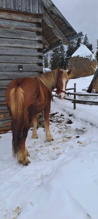 De vânzare cal de 3 ani