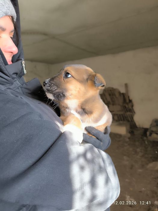 Милые щенки в добрые руки.