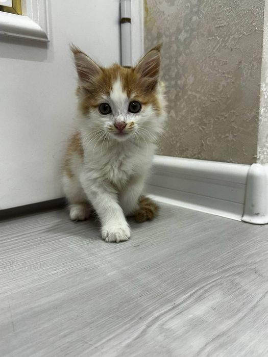 Отдам в добрые ручки чистеньких домашгих котят