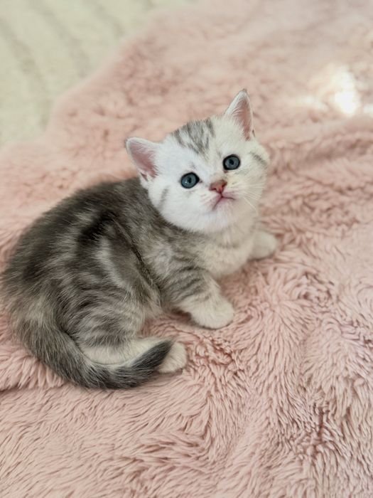 Британские котята в красивых окрасах