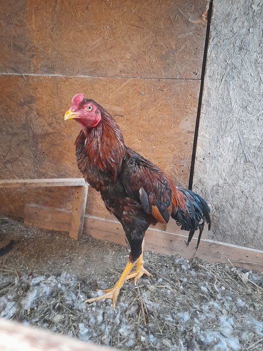 Бойцовые куры ДАКАН