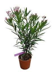 Leandru ( avem toate culorile in stoc )