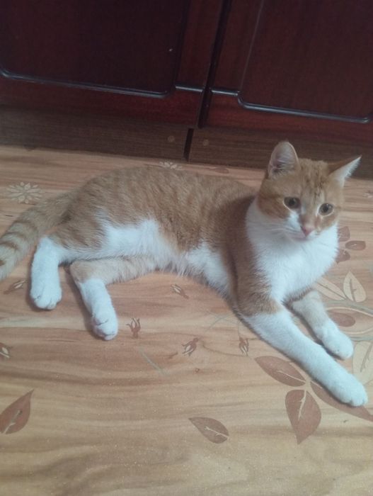 Кострированный котик