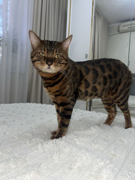Продам Кота Бенгала