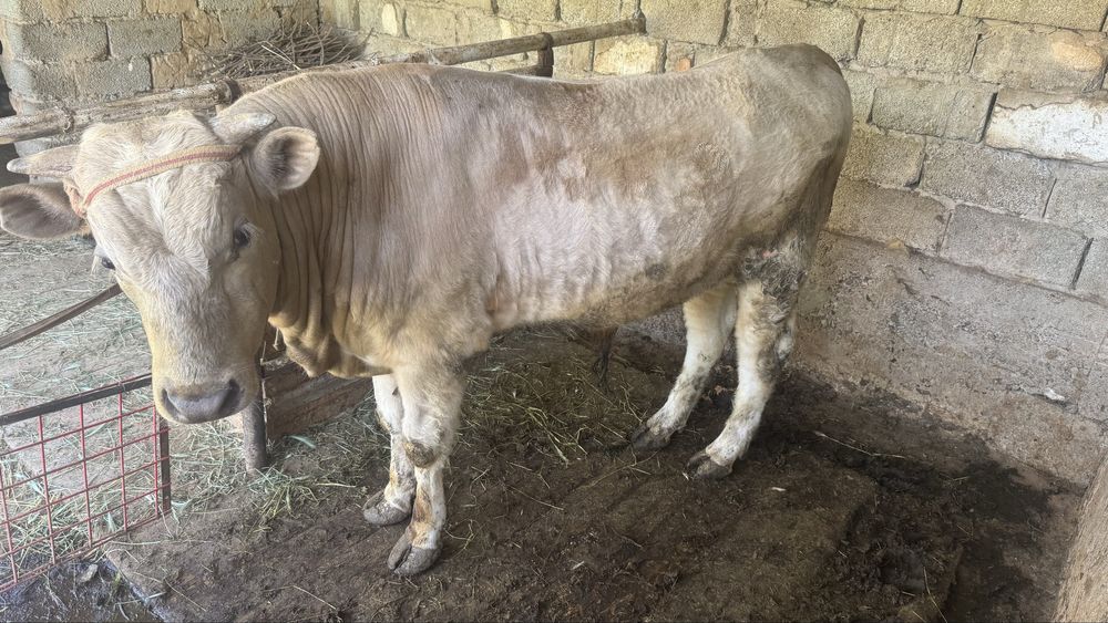 Бұқа сатылады 1,5 жас