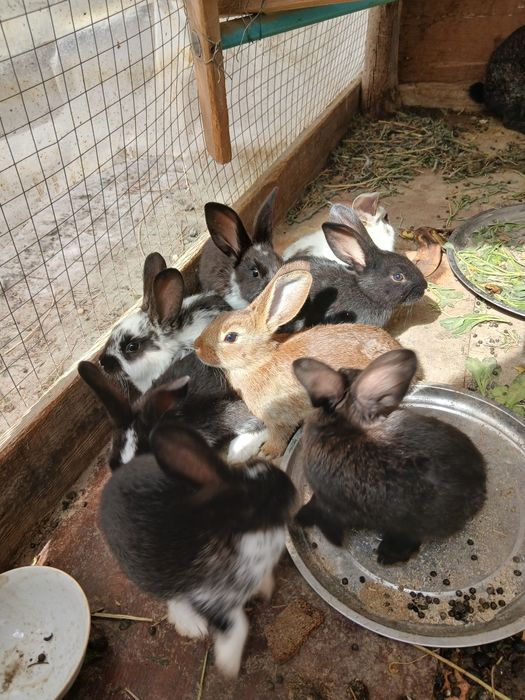 Продаётся кролики