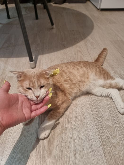 Отдаю в добрые руки кота.