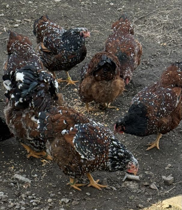 Oua Wyandotte portelan