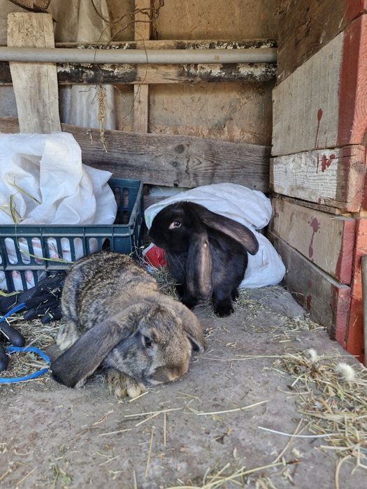 Vand 2 femele berbec german în vârstă de 2 luni jumate