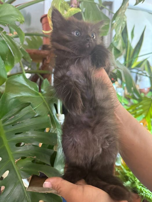 Котята отдам в добрые руки