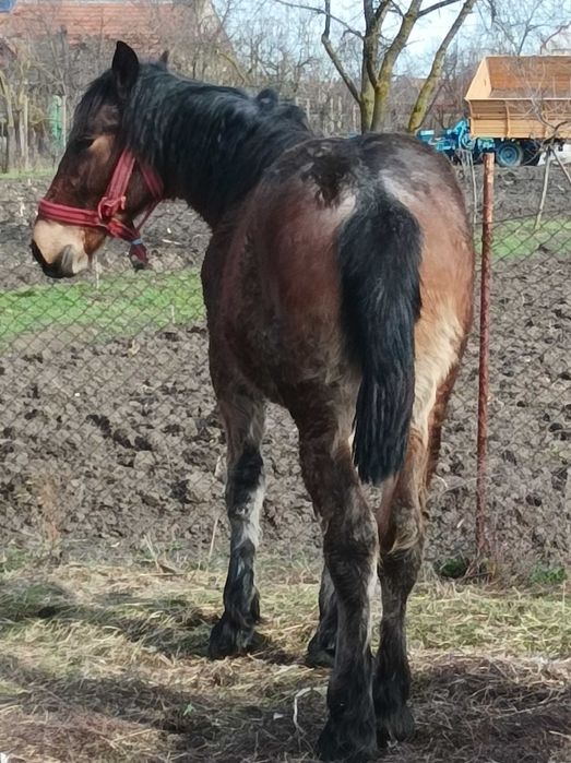 Vând mânz cuminte din părinți grei