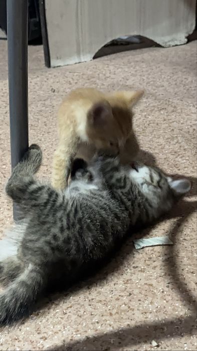 Отдам котят бесплатно