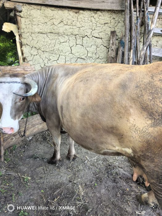 Vand vaca gestantă