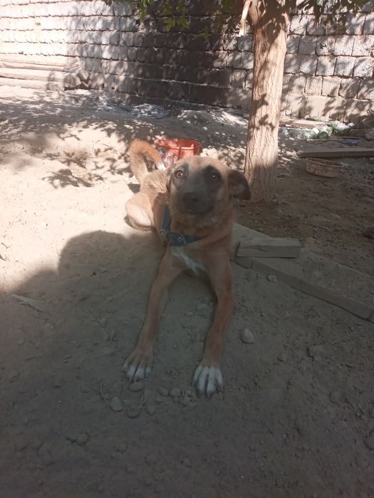 Собака лайча отдам даром