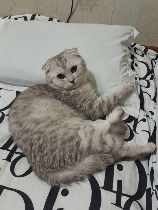 Скотишфолд ўғилбола 7 ойли тоза қон жуда чиройли мушук сотилади