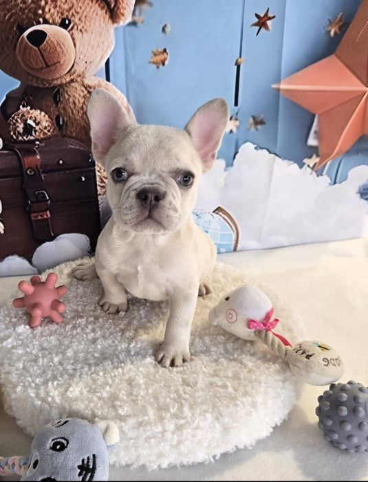 Френски булдог крем платина женско