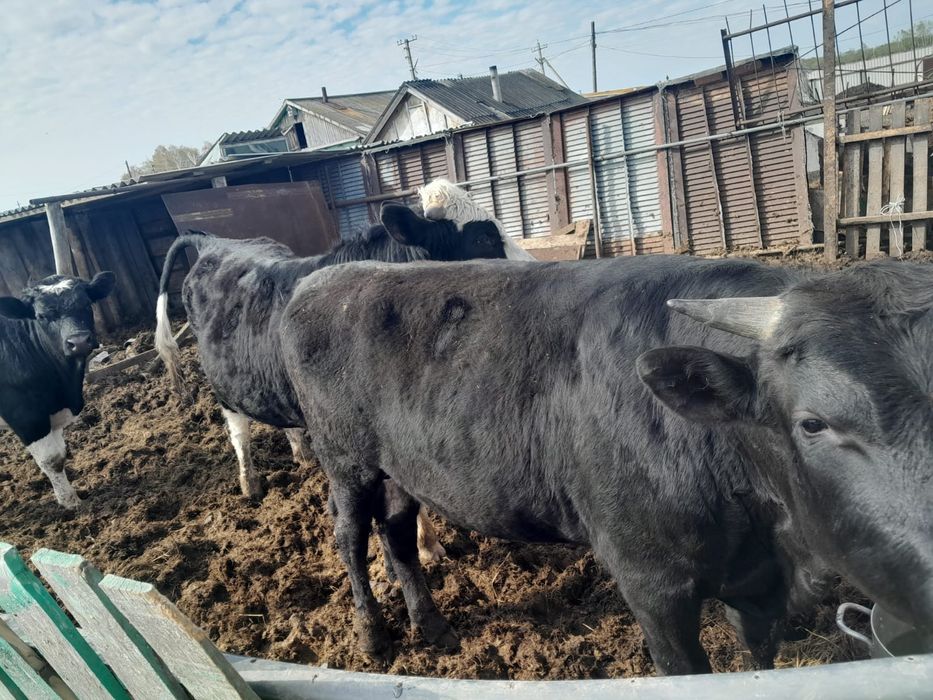 Продам 3х быков 1год 3 мес