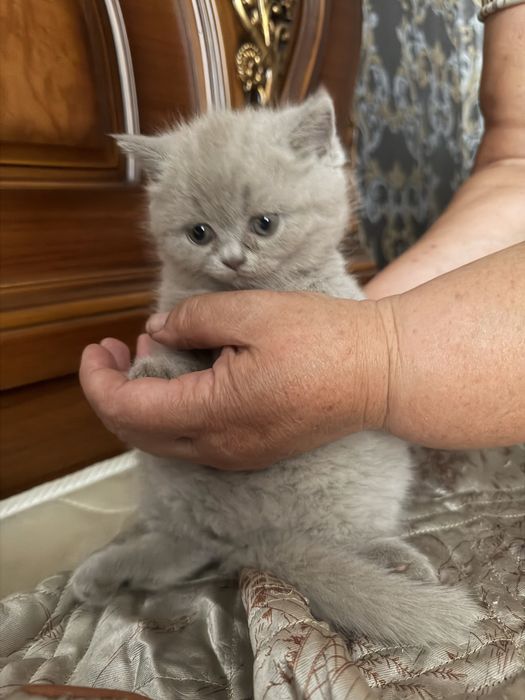 Шотланские котята