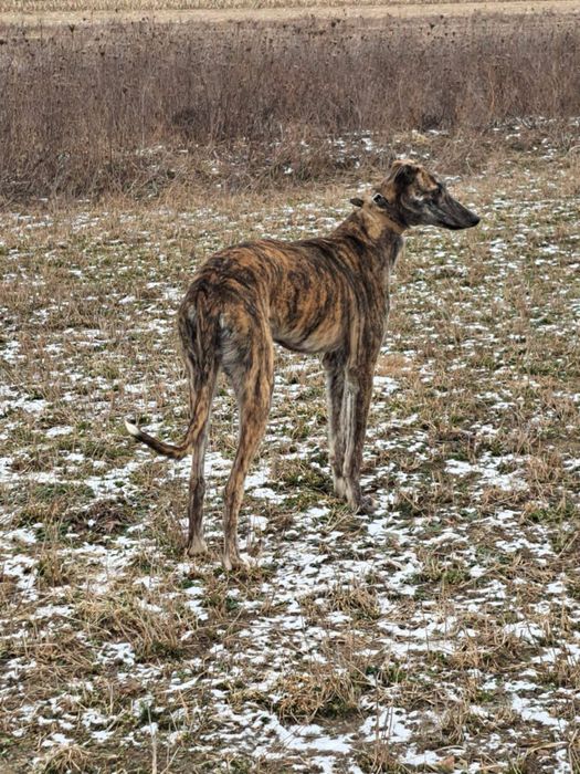 Vand ogar de vanatoare