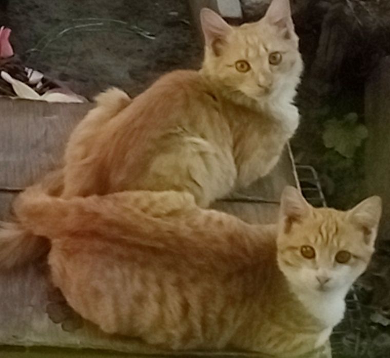 Котята,3 месяца,разные