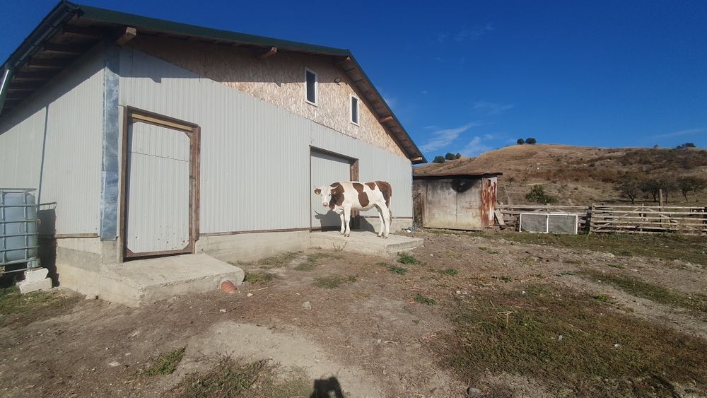 vaci viței taur reproductie junici balțată  românească brune