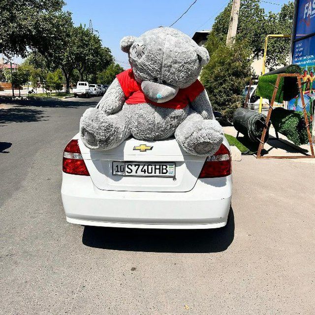 Ayiq-teddi_bear (75sm-3metrgacha) Hasanboyda