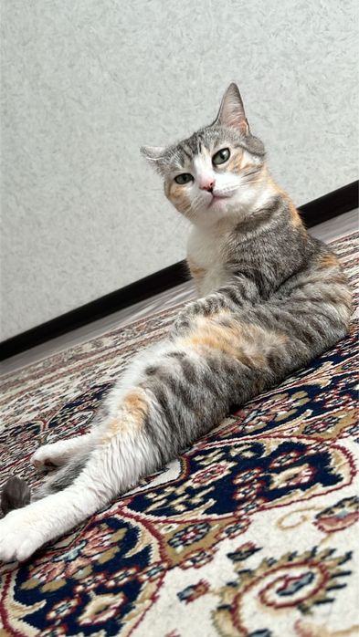 Кошку в добрые руки