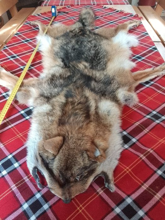 Продава се чакалска кожа