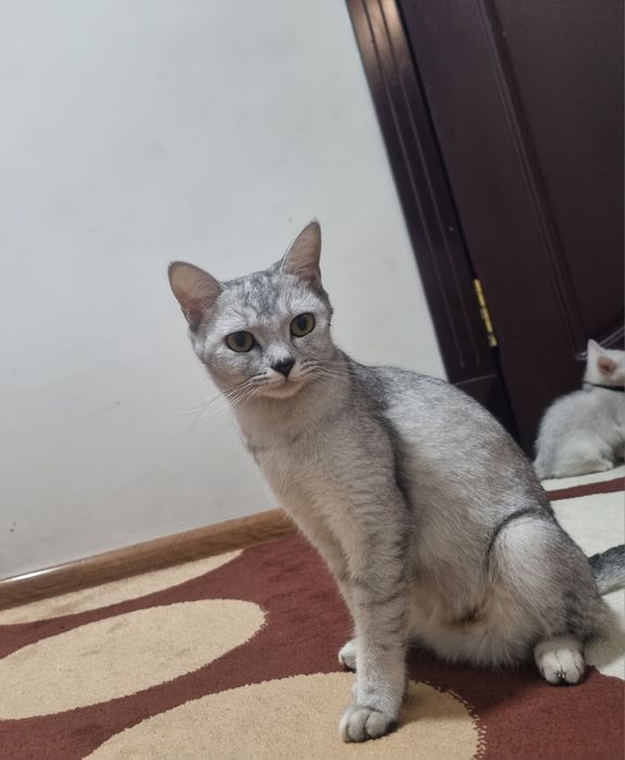 Серебристая шиншиллар киз бола 1 марта тукган