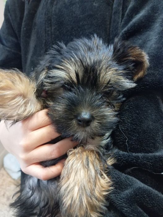 Готовы к продаже Йорки два мальча.