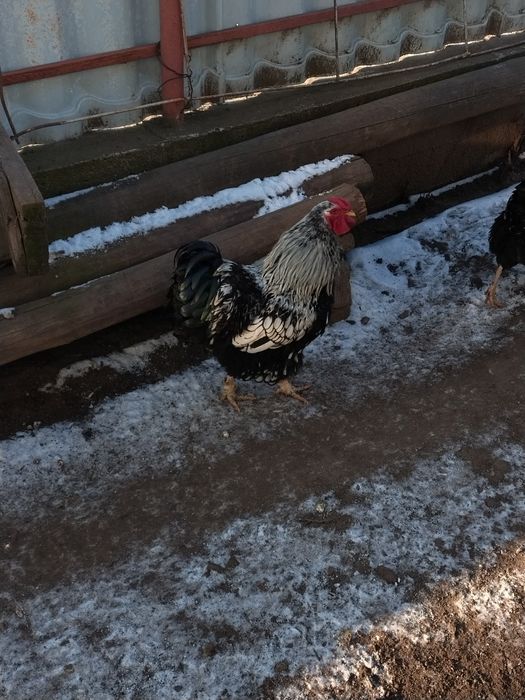 Vând cucoș wyandotte