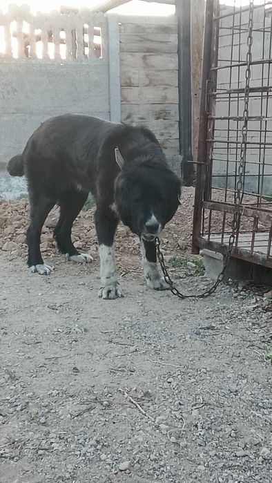 Сука Тобет 3 года очень крупная